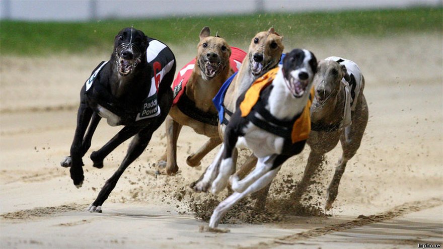 Latest Greyhound Results The Betting Site